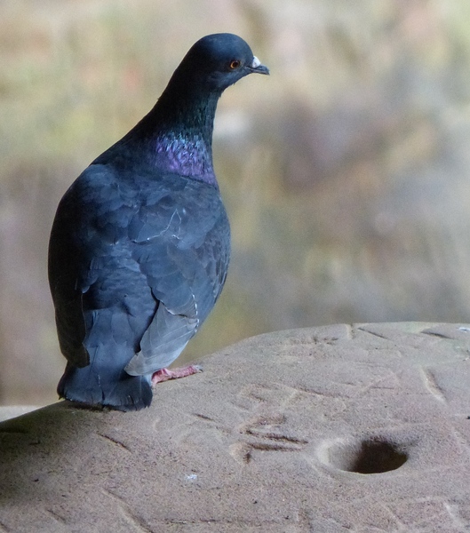 Pigeon